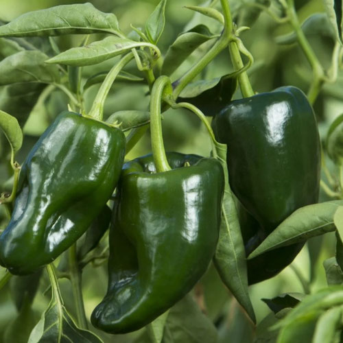 Peppers - Poblano from Ironspring Orchard & Farm — Huntsville Food Hub
