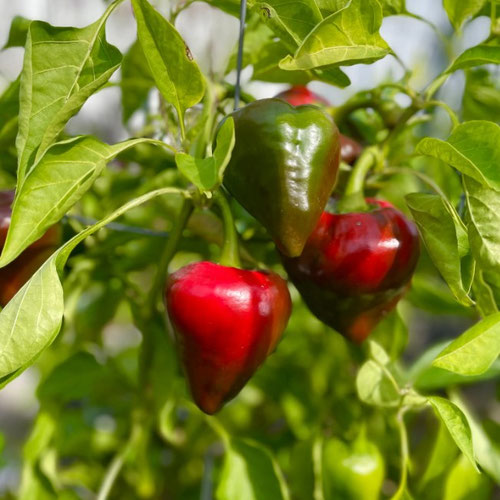 Peppers - Lesya from Ironspring Orchard & Farm — Huntsville Food Hub