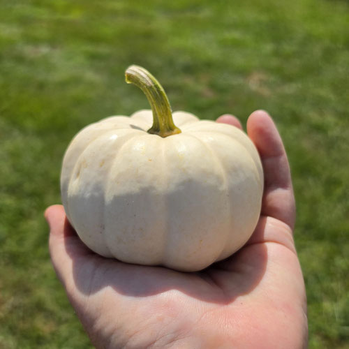 Pumpkin - Casperita from Ironspring Orchard & Farm — Huntsville Food Hub