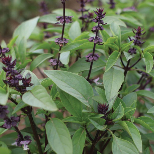 Basil - Thai Sweet