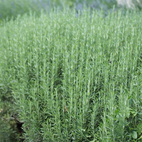 Rosemary - Tuscan Blue from Ironspring Orchard & Farm — Huntsville Food Hub