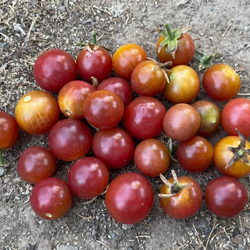 Tomatoes - Rosella from Ironspring Orchard & Farm — Huntsville Food Hub