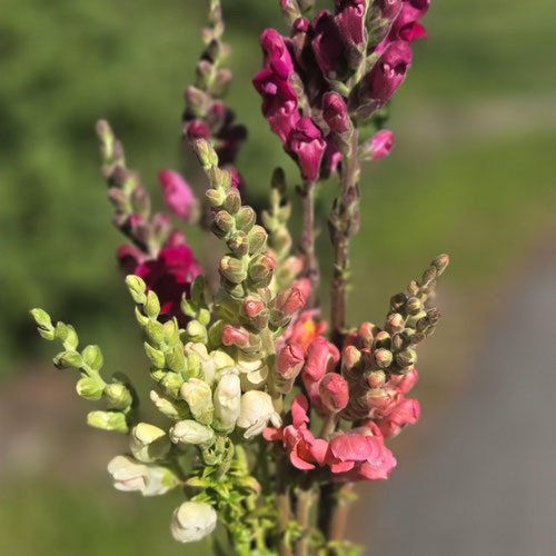 Flower Stems - Snapdragons from Ironspring Orchard & Farm — Huntsville Food Hub
