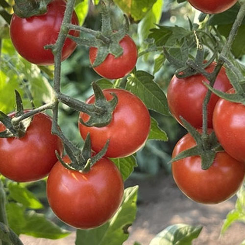 Tomatoes - Camp Joy Cherry from Ironspring Orchard & Farm — Huntsville Food Hub
