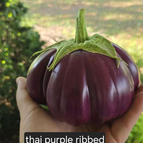 Eggplant - Thai Ribbed from Ironspring Orchard & Farm — Huntsville Food Hub