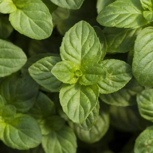 Mint - Orange from Ironspring Orchard & Farm — Huntsville Food Hub