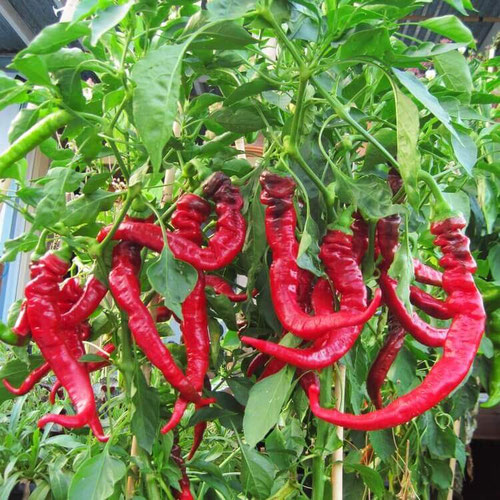 Peppers - Jimmy Nardello from Ironspring Orchard & Farm — Huntsville Food Hub