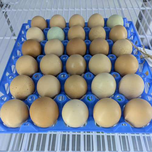 Pasture Laid Eggs (Qty 30) Non-GMO, No Corn, No Soy