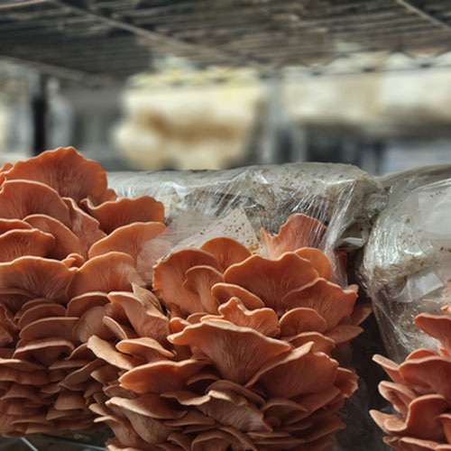 Pink Oyster Mushroom from Underground Forest — Huntsville Food Hub