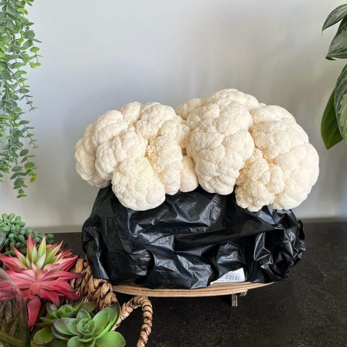 Lion's Mane Mushroom from Underground Forest — Huntsville Food Hub