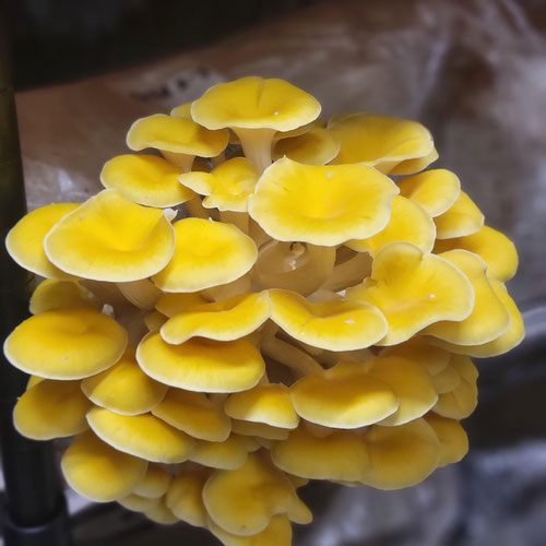 Gold Oyster Mushroom from Underground Forest — Huntsville Food Hub