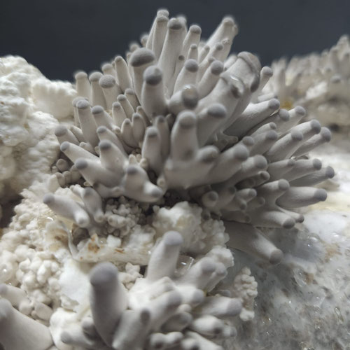 King Trumpet Mushroom from Underground Forest — Huntsville Food Hub