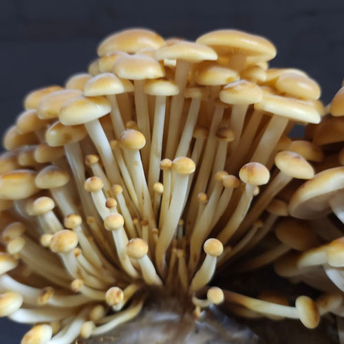 Golden Enoki Mushroom from Underground Forest — Huntsville Food Hub