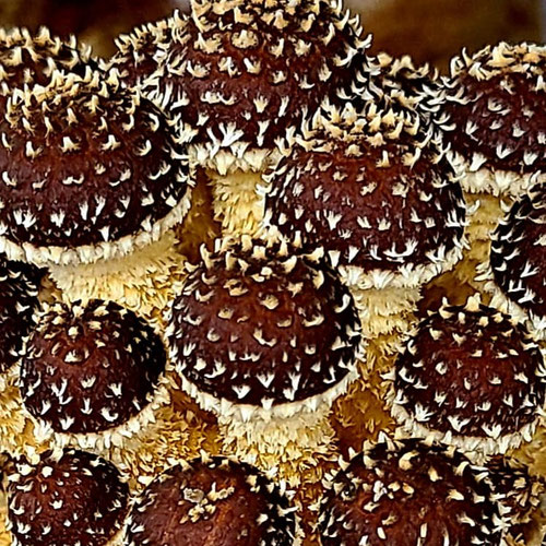 Chestnut Mushroom from Underground Forest — Huntsville Food Hub