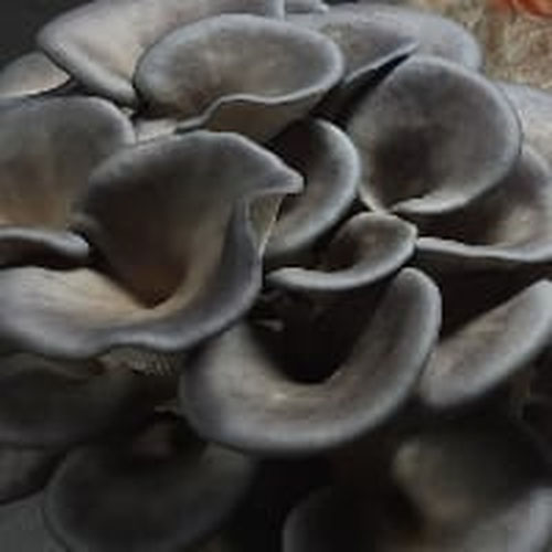 Blue Oyster Mushroom