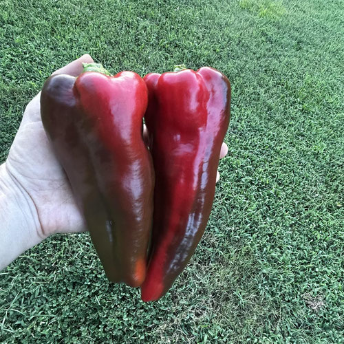 Red Carmen Sweet Peppers from Mint Springs Farm — Huntsville Food Hub