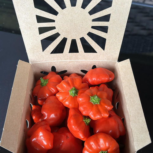 Brazilian Starfish Pepper from Mint Springs Farm — Huntsville Food Hub