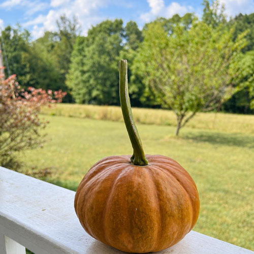 Seminole Pumpkin (Heirloom Winter Squash) from Mint Springs Farm — Huntsville Food Hub