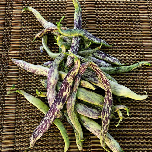Dragon's tongue Heirloom Bean from Mint Springs Farm — Huntsville Food Hub