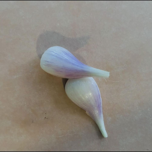 French Grey Shallots from Mint Springs Farm — Huntsville Food Hub