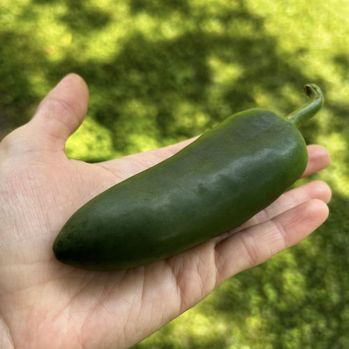 Giant Jalapenos from Mint Springs Farm — Huntsville Food Hub